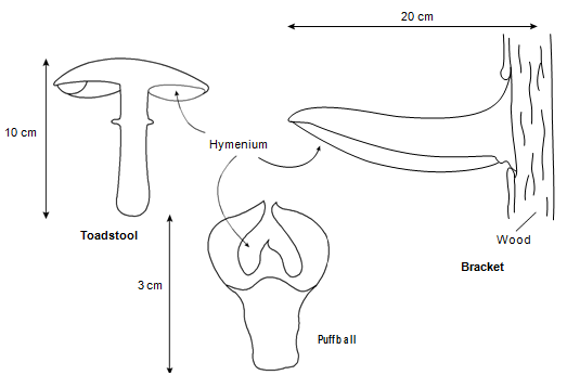 2362_Fungal spores.png